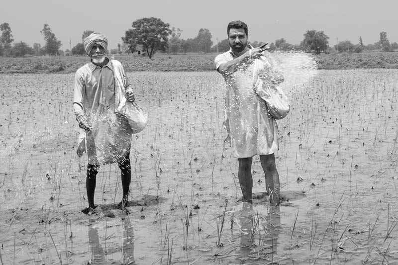 Impact of Green Revolution on Water Resources in India - Fertilizer being applied in a paddy field in Mansa district, Punjab